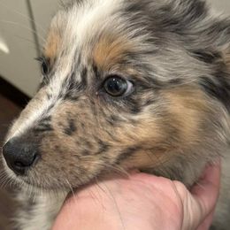 Hollis - Blue merle male Australian Shepherd puppy in Livingston, Texas from Southern Lane Aussies