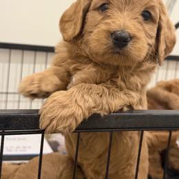 Simba - Apricot male Goldendoodle puppy in Clewiston, Florida from Redlands Farm