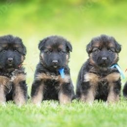 German Shepherds from Watchman German Shepherds