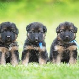 German Shepherds from Watchman German Shepherds