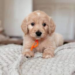 Goldendoodle puppies from Desert Ridge Doodles
