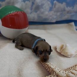 Shaded red Wirehair Male - Red male Dachshund puppy in Killeen, Texas from Southern Dachshunds