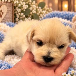 Wheaten Boy - Wheaten male Miniature Schnauzer puppy in San Augustine, Texas from My Little Schnauzer Pals