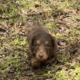 Nixie - Chocolate and tan female Dachshund puppy in Searcy, Arkansas from Short and Sassy Doxies