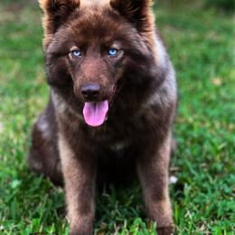 Mizuki - Red and white female Siberian Husky puppy in Deer Park, Texas from SouthernBell Siberian Huskies