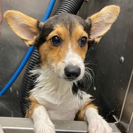 Juniper - Black and tan female Pembroke Welsh Corgi puppy in Brighton, Colorado from Swezey Pembroke Welsh Corgis
