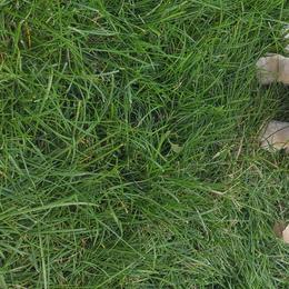 Poodle Puppies from Mountain Ridge Poodles