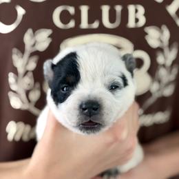 Boy 5 - Blue male Australian Cattle Dog puppy in Irvington, Kentucky from Dry Valley’s Australian Cattle Dogs