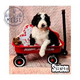 Stetson - Tri-color male Bernedoodle puppy in Belleville, Michigan from Moose Tracks Bernedoodles