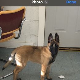 Belgian Malinois Puppies from MonStar Malinois