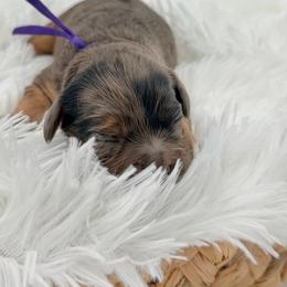 Chelsea (Purple) - Merle female Cavapoo puppy in Georgetown, Texas from Mc Doodles of Texas LLC