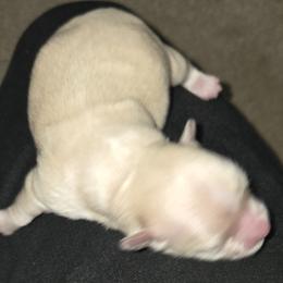 Girl 1 - Cream female Maltipoo puppy in Brooksville, Florida from DeVall Maltipoos