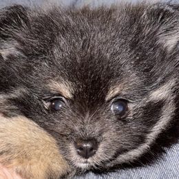 Asti - Black and tan Pomeranian puppy in Palatka, Florida from Sugarland Pomeranians