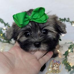Tumbleweed - Black and tan male Morkie puppy in Barren Springs, Virginia from Seeking Shalom Acres Maltese, Maltipoos & Havamalts