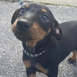 Manchester Terriers from Earendil
