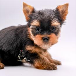 Yorkshire Terrier Puppies from Essence of Grace Yorkies