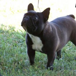 French Bulldog All Grown Up from Northern Light's French Bulldog
