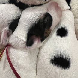 Sealyham Terrier puppies from Altaco