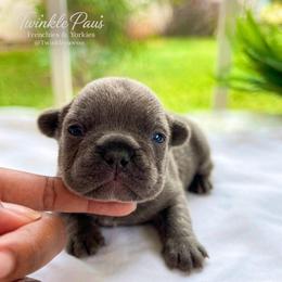 AKC Pickle - Blue male French Bulldog puppy in Powder Springs, Georgia from Twinkle Paws Frenchies and Yorkies