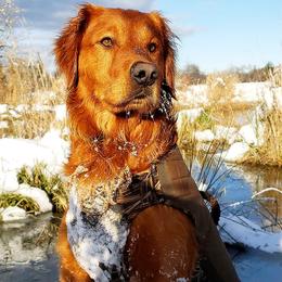 Duke - Golden Retriever