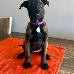 Padme (Purple) - Black sable female Belgian Malinois puppy in Buckeue, Arizona from Légende Vivante Du Chief Kennel
