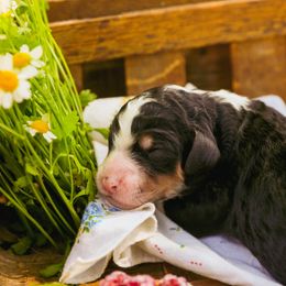 Poodle Puppies from Setting the Standard Poodles