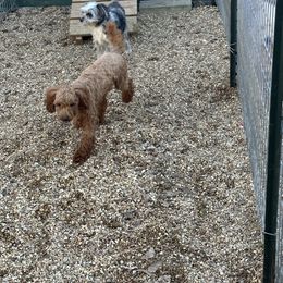 Rojo - Poodle