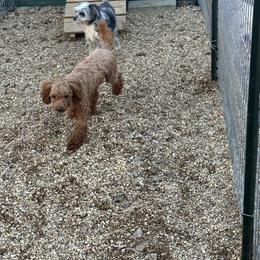 Rojo - Poodle