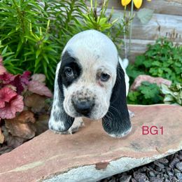 BG1 - Black and white female Basset Hound puppy in Britton, South Dakota from K&S Canines