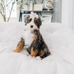 Annie - Merle female Bernedoodle puppy in Murray, Utah from Sun Valley Doodles