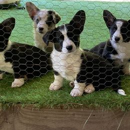 Cardigan Welsh Corgi Puppies from Dragonfly Cardigans