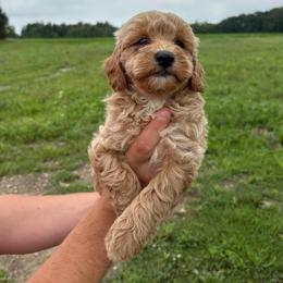 Sunny - Apricot male Goldendoodle puppy in Hillsdale, Michigan from My Buddy Ol’ Paws