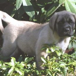 Mastiff Puppies from Marcy Mtn Mastiff