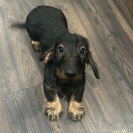 Fran - Wild boar female Dachshund puppy in Superior, Montana from Never Land Dachshunds of Montana