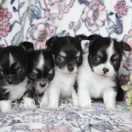 Chihuahua Puppies from Shady Grove Chihuahuas