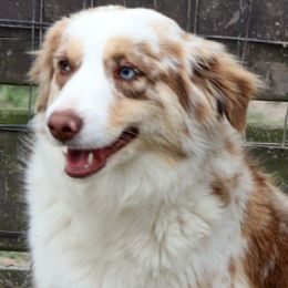 Summer - Miniature Australian Shepherd