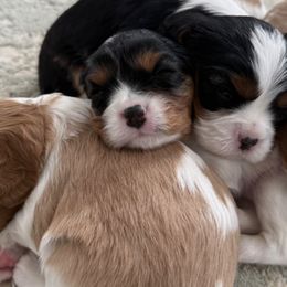Cavalier King Charles Spaniels from Campbell’s Cavaliers