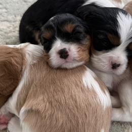 Cavalier King Charles Spaniels from Campbell’s Cavaliers
