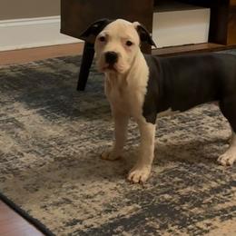 Jenga - Blue female American Staffordshire Terrier puppy in Byron, Georgia from Lelani
