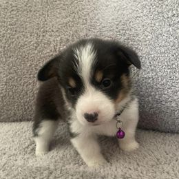 Pembroke Welsh Corgis from DD Kennels