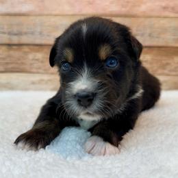 Vera - Black tri female Miniature Australian Shepherd puppy in Midway, Texas from L Bar W Aussie Ranch