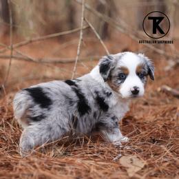 Doc BMM - Blue merle male Miniature Australian Shepherd puppy in Nacogdoches, Texas from TK Standard, Mini, & Toy Aussies