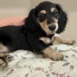 Tillie - Black and cream female Dachshund puppy in Bradenton, Florida from Leah’s Suncoast Doxies