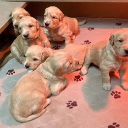 Golden Retriever Puppies from Weaver Dairy Goldens