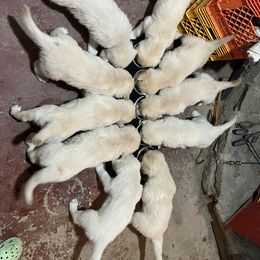 Golden Retriever Puppies from Stud Service