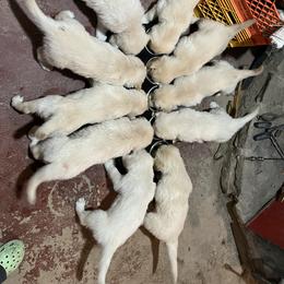 Golden Retriever Puppies from Stud Service