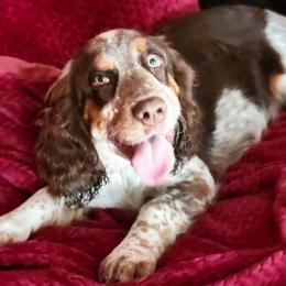 Bunny - English Springer Spaniel