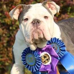 Bulldogs and French Bulldogs from Classic BullyZ Kompound