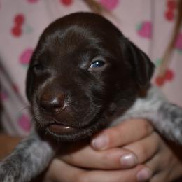 Buddy- Green - Liver and white male German Shorthaired Pointer puppy in Riverdale, Michigan from Ninemire Farm