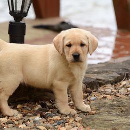 Labrador Retriever Puppies from Avery Labradors